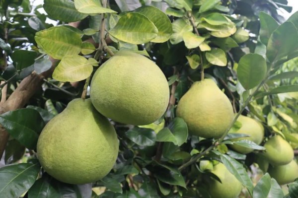 宏融信 增城这些应节水果熟了！采摘走起→